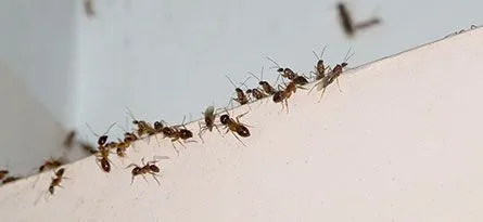 A group of ants crawling along a white surface near a wall.