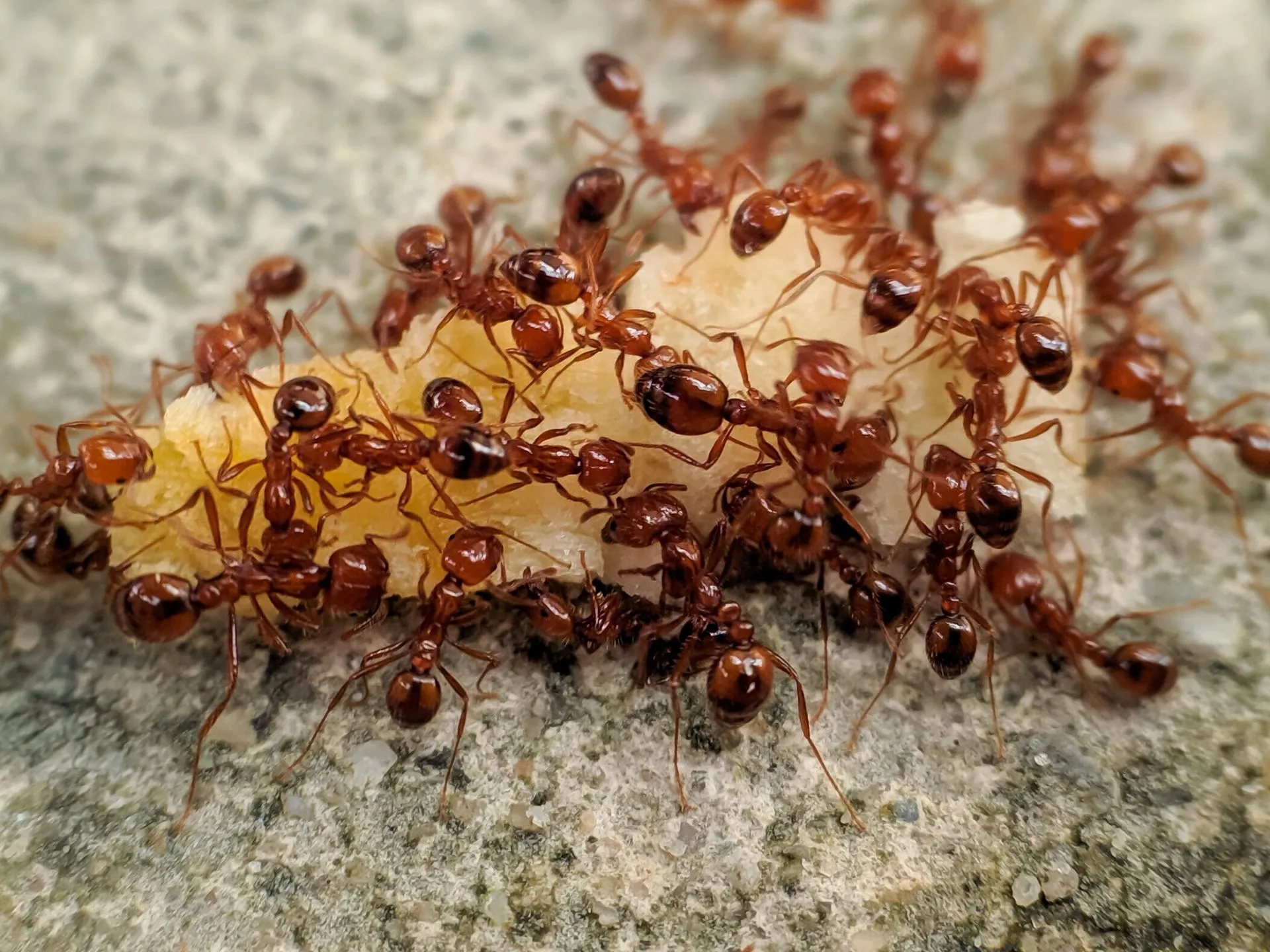 Ants removal in Queens NY