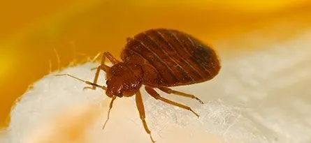 A close-up of a brown bed bug on white and yellow fluffy material.