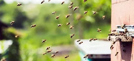 Bees swarm around a wooden beehive entrance, with a blurred green background.