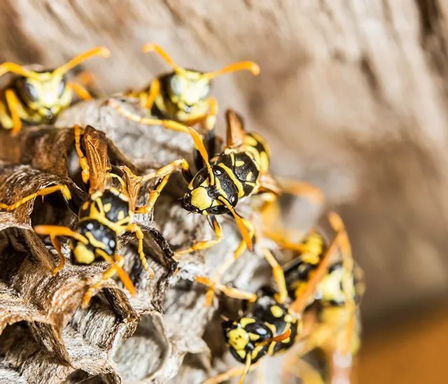 Pest Control Howard in Beach, NY