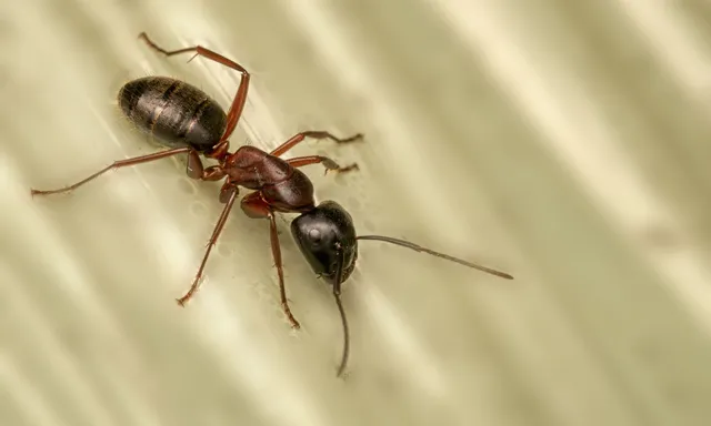 carpenter ant infestations