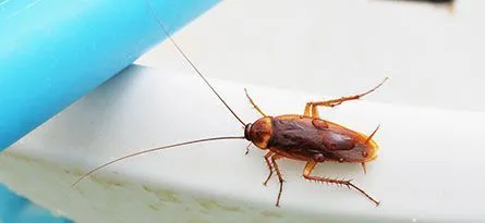 A brown cockroach with long antennae on a white surface next to a blue pipe.