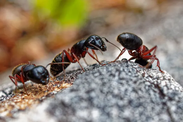 carpenter ants removal in Queens, NY