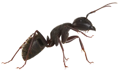 Black ant with antennae and legs, against a white background.