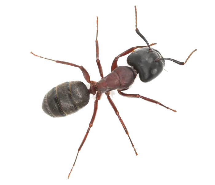 Ant Pest Control Company in Howard Beach, NY