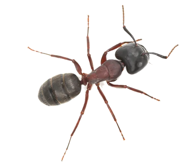 Ant Pest Control Company in Howard Beach, NY