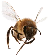  Howard in Beach, NY Bee Pest Control