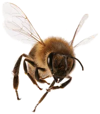 Howard in Beach, NY Bee Pest Control