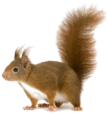 Red squirrel with a fluffy tail, standing against a white background.