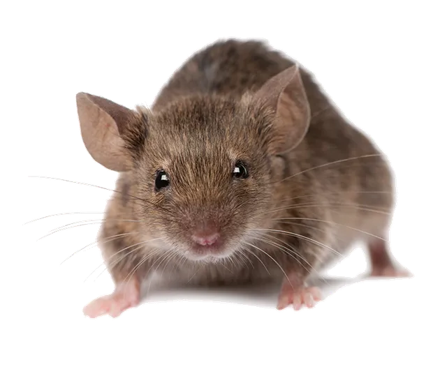 Rodent Pest Control Company in Howard Beach, NY