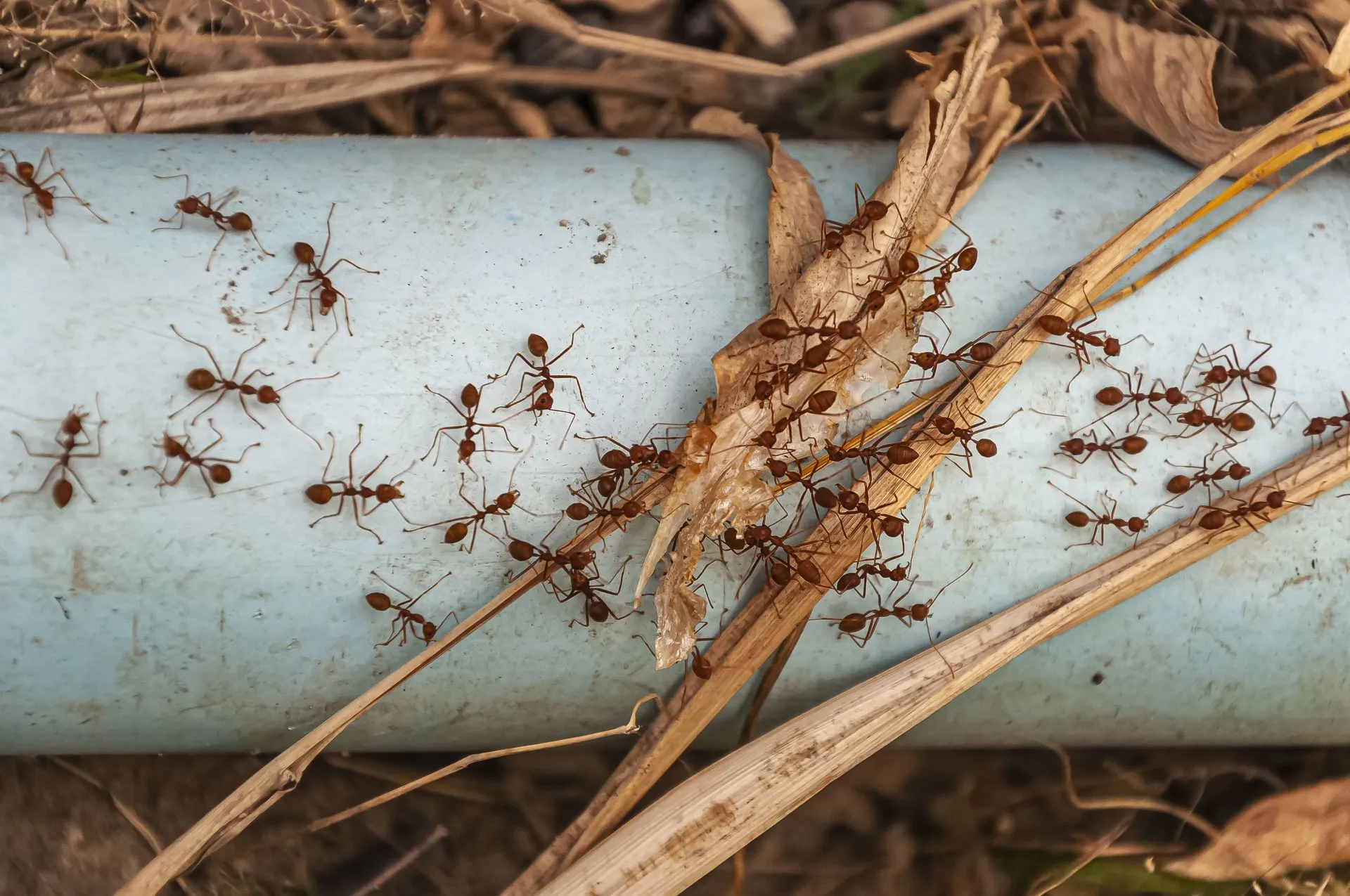 Carpenter Ants