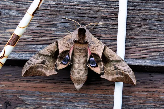 A moth is sitting on a stick on a wooden wall.