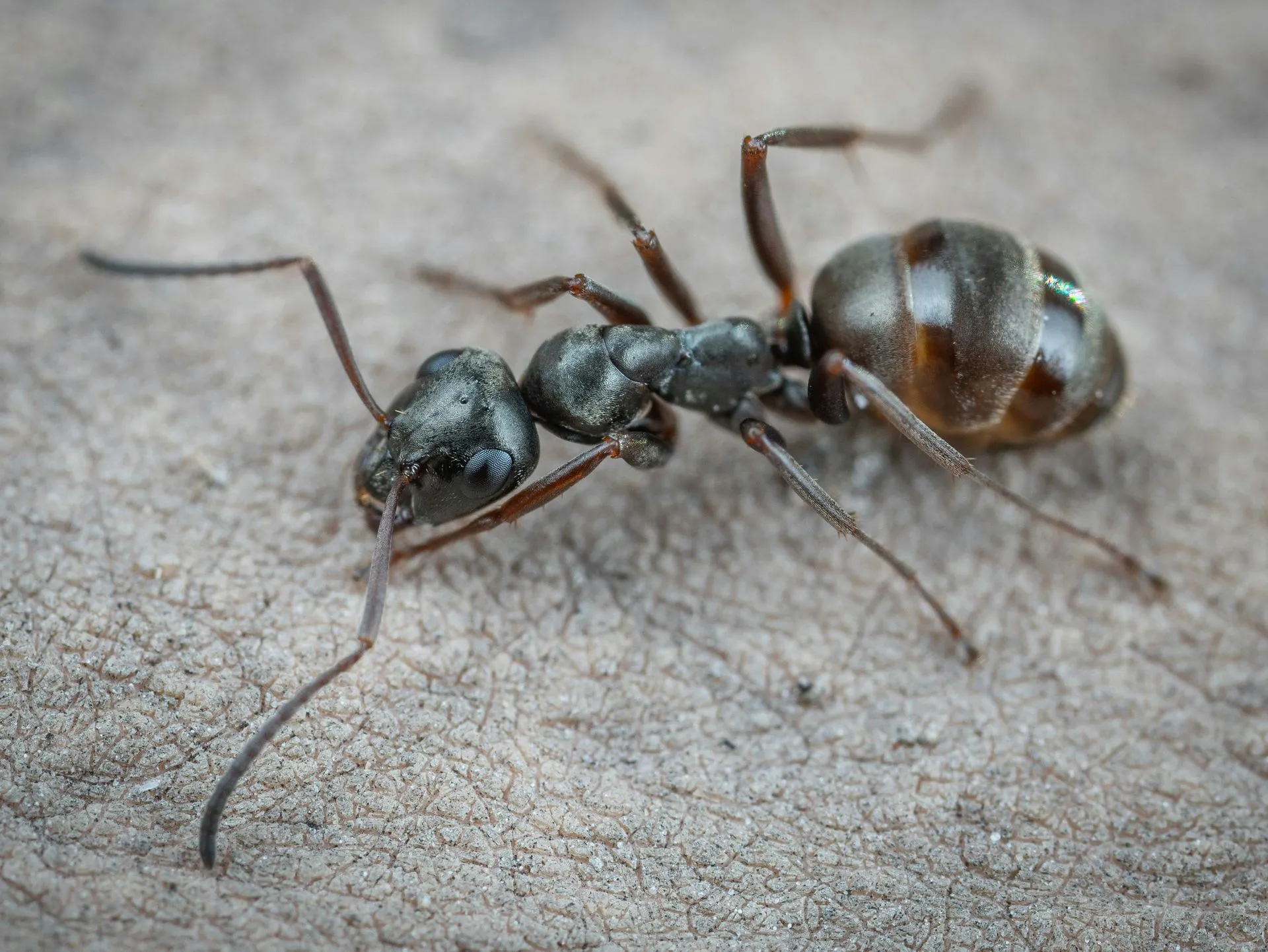 carpenter ants removal in Queens, NY