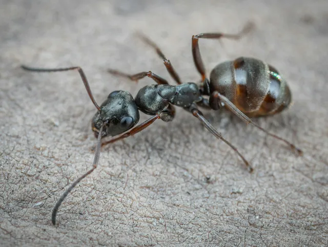 carpenter ants removal in Queens, NY