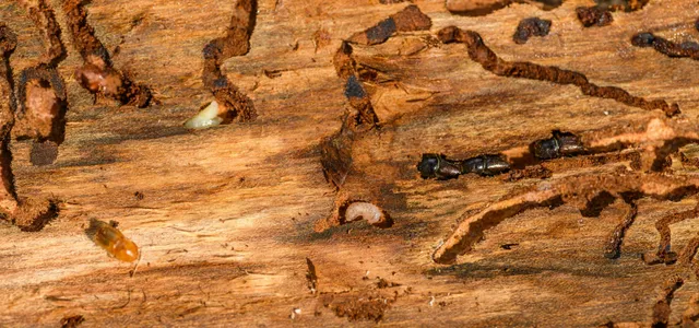professional termite control solutions in Queens, NY