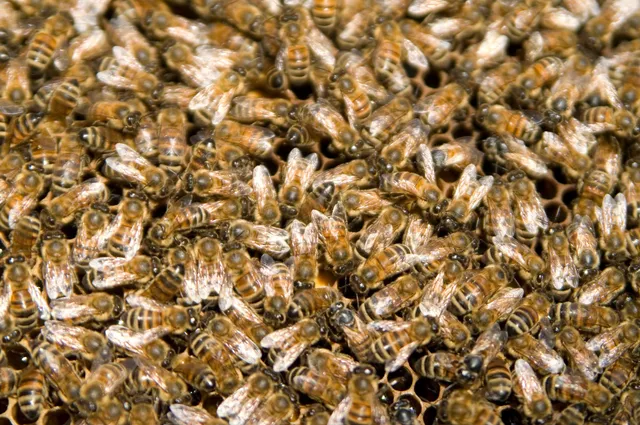 Bees control in Queens NY