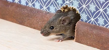 Prevent rodent infestations