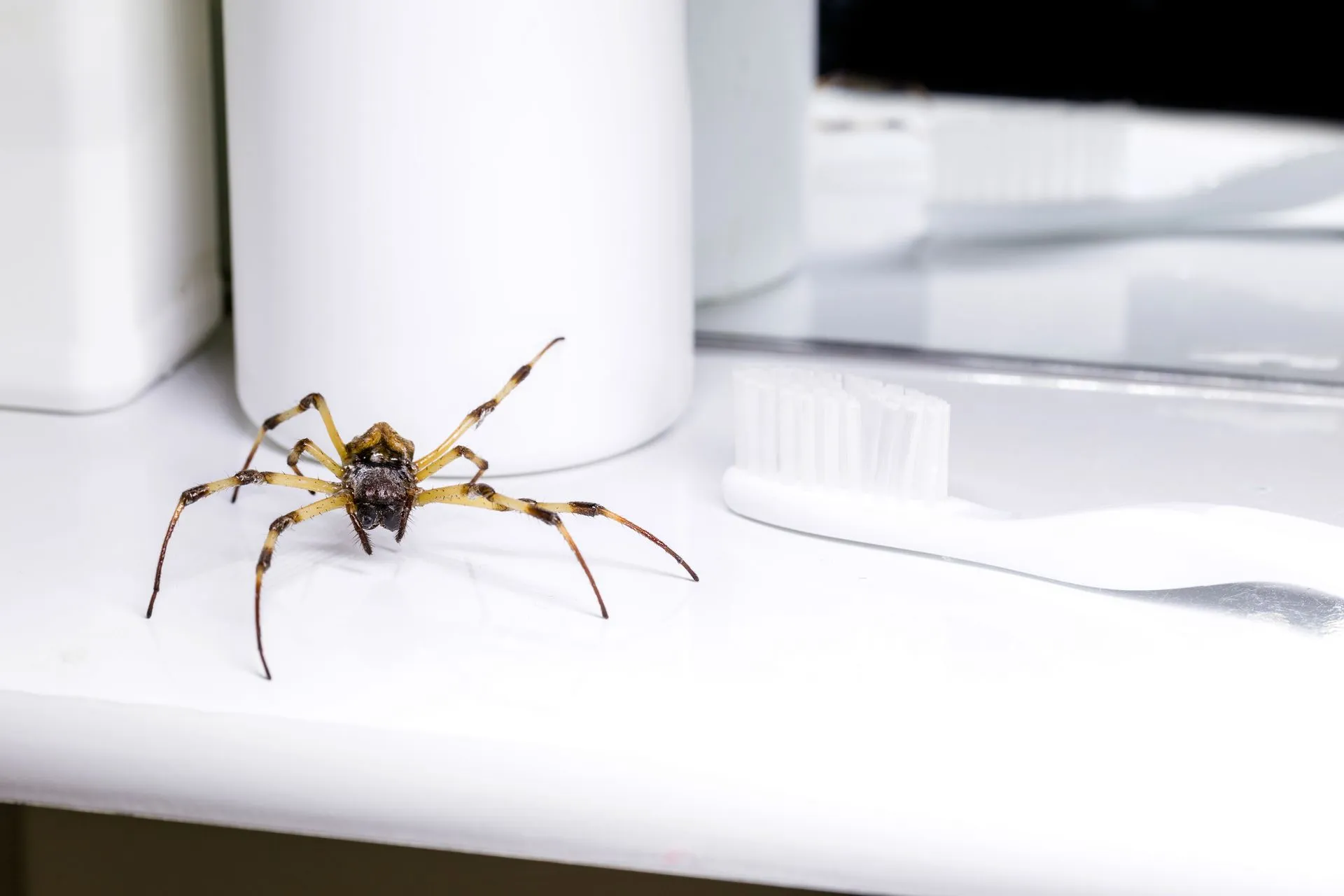 professional pest control solutions in Queens, NY