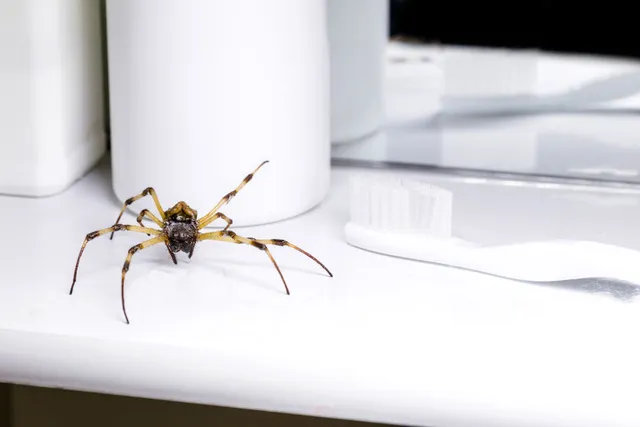professional pest control solutions in Queens, NY