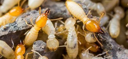 Close-up of termites crawling on wood, with orange heads and pale bodies.