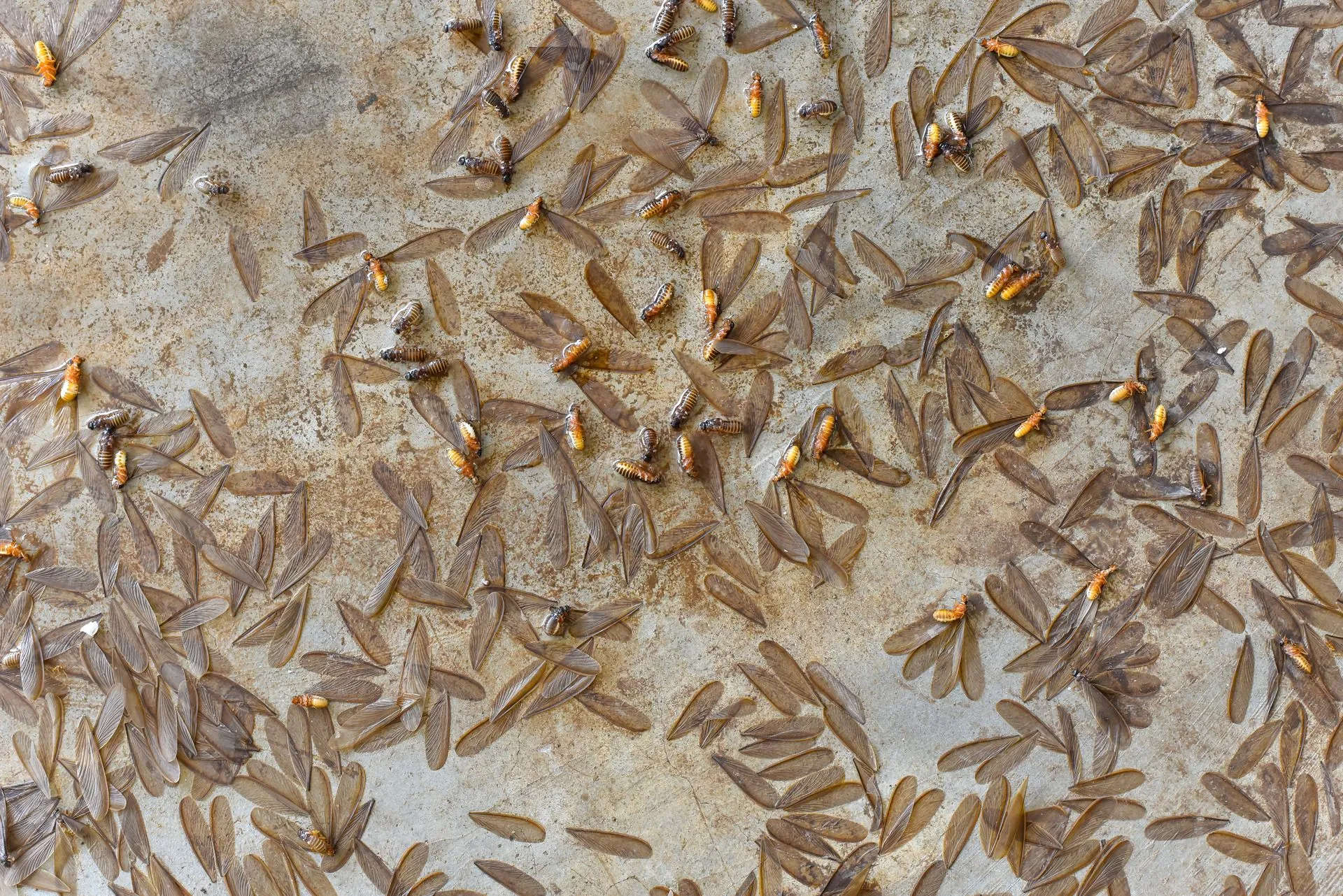 Termite control in Queens NY