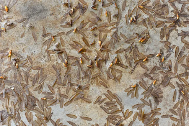 Termite control in Queens NY